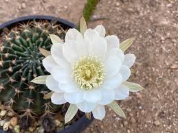 Image result for Hypoxis obtusa
