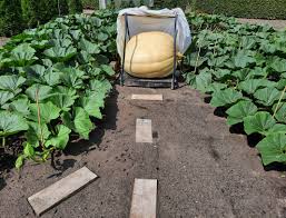 Pumpkins grow best when the nights begin to warm and soil temperatures are above 55 degrees fahrenheit in the spring or early summer. Pumpkins Giantpumpkins