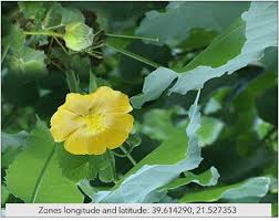 Image result for Abutilon hirtum