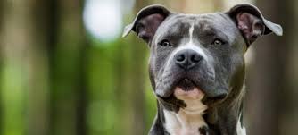Bananas are rich in potassium, magnesium and high in fiber. The 8 Best Dog Foods For Pitbulls 2021 Reviews