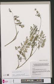 Image result for Elatostema welwitschii