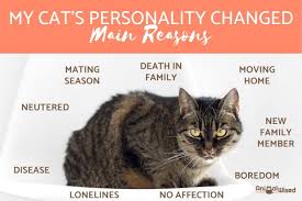 My Cat S Personality Has Changed Sudden Behavioral Changes