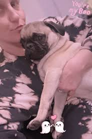 Lost Puppies Found near Pinnacle Club