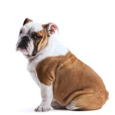 Most recent best match cheapest most expensive. English Bulldog Buy A Dog Nigeria