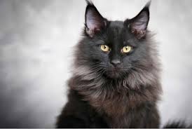 Maybe you would like to learn more about one of these? Black Maine Coon Cats Everything You Need To Know Pets Gal