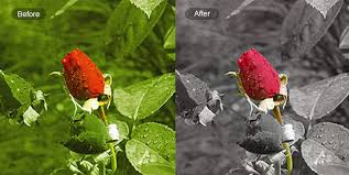 Convert images to monochromatic / monotone (single color) online. Color Splash Free Online Color Splash Effect Fotor Photo Editor
