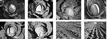 Image result for Eureiandra leucantha