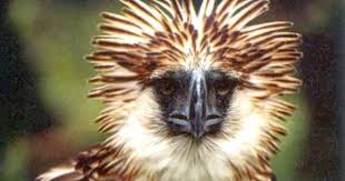 Monkey Eating Eagle Tame Animals Birds Of Prey Philippine Eagle