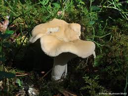 Image result for Hylodesmum repandum