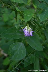 Image result for Voacanga bracteata