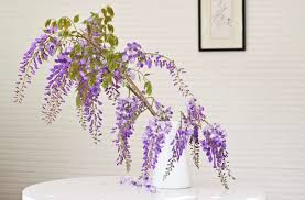 Maybe you would like to learn more about one of these? Mysterious Wisteria An Irresistible Flower Goes From Vine To Vase Gardenista