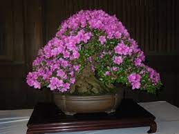 We did not find results for: How To Care For Your Azalea Bonsai Youtube