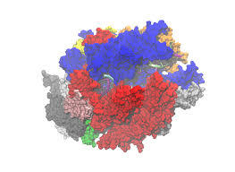 Rna polymerase is an enzyme that is responsible for copying a dna sequence into an rna sequence, duyring the process of transcription. Rna Polymerasen Wikipedia