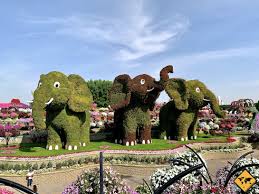 Maybe you would like to learn more about one of these? Miracle Garden Dubai 6 Dinge Die Du Vor Deinem Besuch Wissen Musst