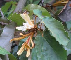 Image result for Pterospermum acerifolium