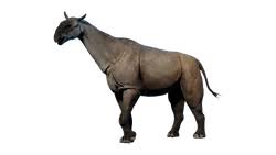 Image result for Paratheria