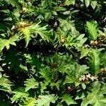 Image result for Solanum chrysotrichum