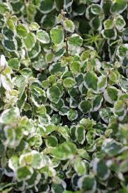 Image result for Ficus pumila