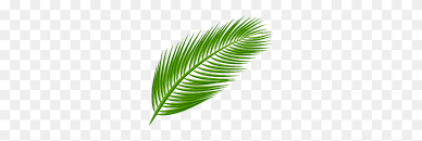 Tropics jungle tropical rainforest, green coconut leaves, watercolor leaves, leaf png 411x800px 281.8kb; Best Palm Logo Images Leaf Silhouette Tropical Tropical Leaf Png Stunning Free Transparent Png Clipart Images Free Download
