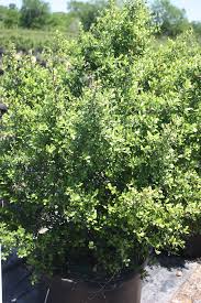 Image result for Indigofera kirkii