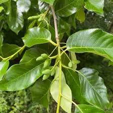 Image result for Ampelopteris prolifera