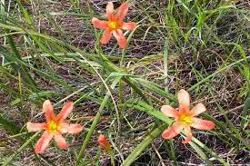 Image result for Moraea verdickii