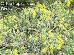 Image result for Isonema infundibuliflorum