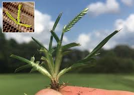 Weed control and identification of crabgrass dallisgrass bahiagrass and carpetgrass. Fs1309 Crabgrass And Goosegrass Identification And Control In Cool Season Turfgrass For Professionals Rutgers Njaes