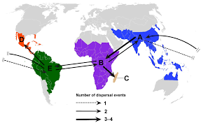 Image result for Dalbergia bracteolata