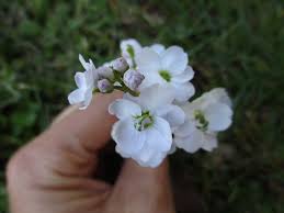 We did not find results for: How To Identify Plants In A Day Part 1 Wild Plant Guides