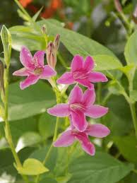 Image result for Asystasia intrusa