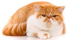 The exotic shorthair is a gentle affectionate cat, is not as boisterous as many shorthair breeds. Exotic Shorthair Food And Feeding Tips