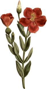 Image result for Chironia