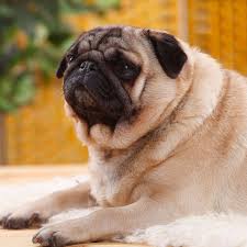 The personal website of steven goodman. Unrealistic Beauty Standards Making Dogs Fat