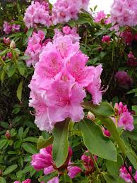 Top 10 Most Poisonous Garden Plants That Could Kill You Plants Poisonous Plants Deadly Plants