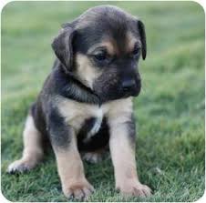 We offer german shepherd puppies for sale, personal/family protection dogs for sale, family companion german shepherds for sale. Austin Tx German Shepherd Dog Meet Princess A Pet For Adoption