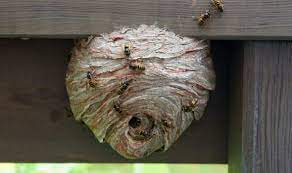 The first problem i had was actually finding the wasp nest, which was far easier said than done. How To Get Rid Of A Wasps Nest In Your Garden Express Co Uk