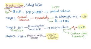 Image result for Cushing Response