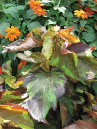 Image result for Acalypha lanceolata