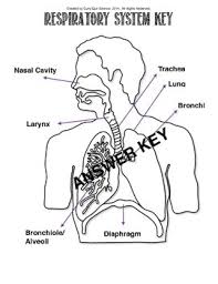 Each has a specific function to aid the flow of air into the body. Respiratory System Label The Diagram By Curly Que Science Tpt