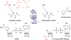 Therapeutic Potential and Activity Modulation of the Protein Lysine  Deacylase Sirtuin 5