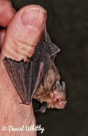 Check out our bumblebee bat selection for the very best in unique or custom, handmade pieces from our stuffed animals & plushies shops. The Smallest Mammal The Bumblebee Bat Craseonycteris Thonglongyai Album On Imgur