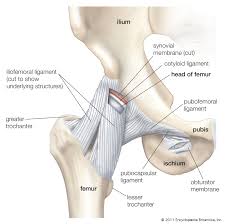 Tendon, tissue that attaches a muscle to other body parts, usually bones. Ligament Definition Function Types Facts Britannica