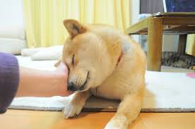 During the events of the happening, one of the many images of the dog known as kabosu gained sentience and broke free from its intellectual cage. Meet The Real Dog Behind The Doge Meme The Barkpost