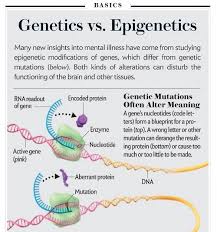 Genetics Vs Epigenetics 4 Tumblr Epigenetics Genetics Living Skills