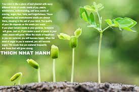 Thich Nhat Hanh Quote Collectiveॐ