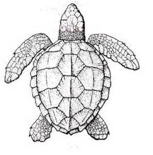 Amazon has its own dedicated coupon page, which is a great resource if you're looking for an amazon promo code. Realistic Turtle Coloring Page Turtle Drawing Turtle Coloring Pages Sea Turtle Drawing