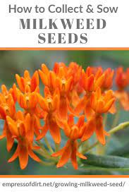 How To Collect And Sow Milkweed Seeds Planting