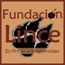 Lince disney / letras de mickey mouse mickey mouse de bebé. Fundacion Lince Posts Facebook