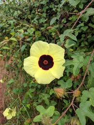 Image result for Hibiscus physaloides